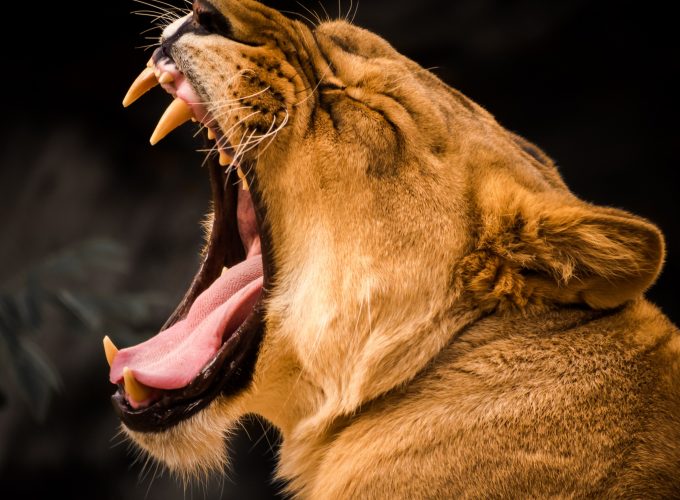 Wallpaper lion, roaring, 4k, Animals 5520018715